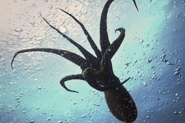 Kraken onion 2024